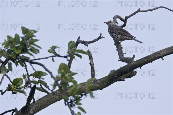 Song Thrush