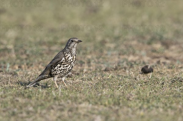 Song Thrush