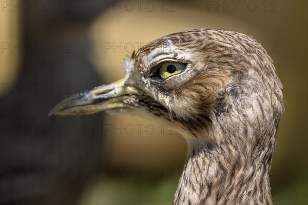 Stone Curlew