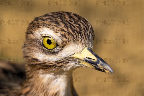 Stone Curlew