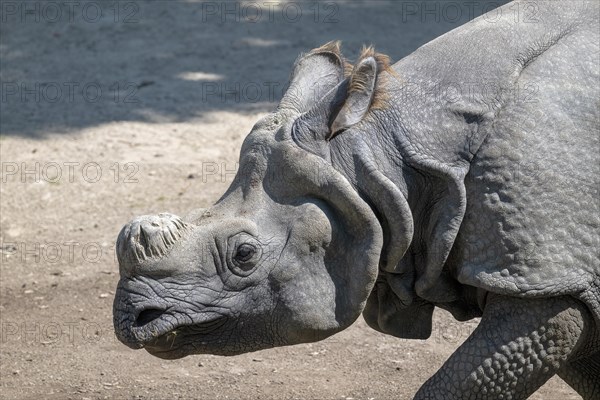 Indian rhinoceros