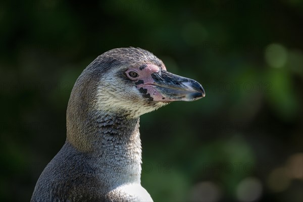 Humboldt penguin