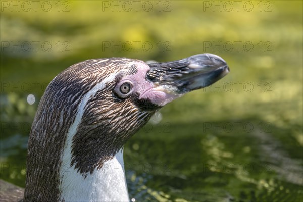 Humboldt penguin