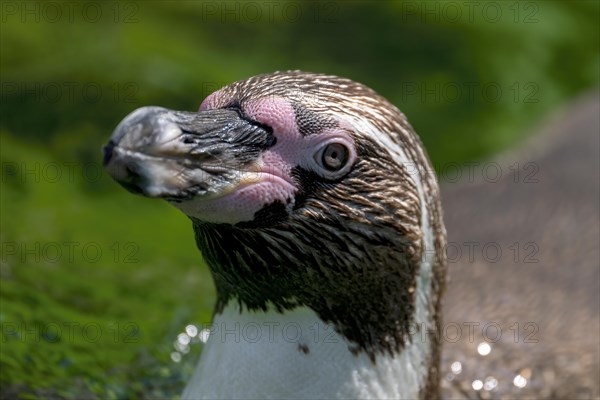 Humboldt penguin