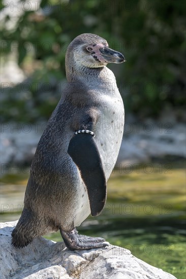 Humboldt penguin
