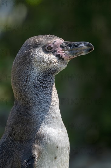 Humboldt penguin