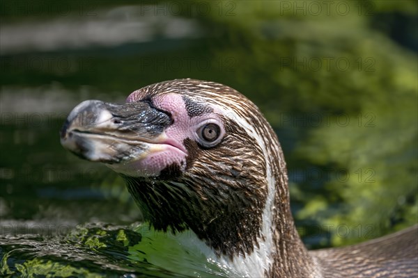 Humboldt penguin