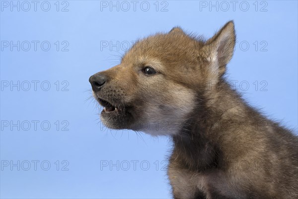 European gray wolf