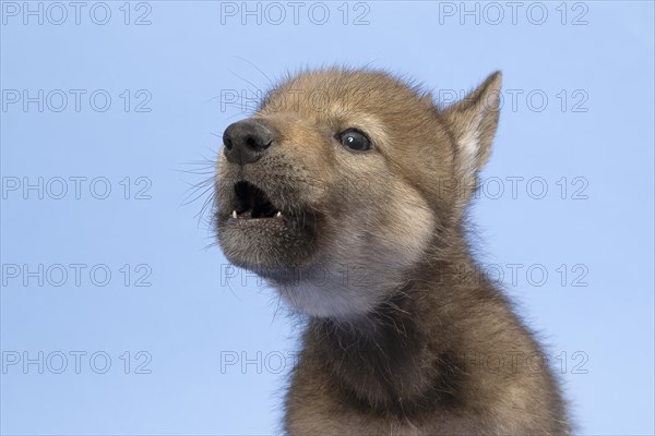 European gray wolf