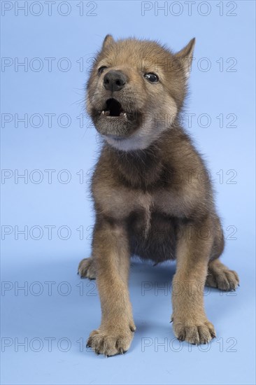 European gray wolf