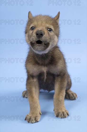 European gray wolf