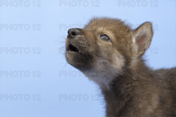 European gray wolf