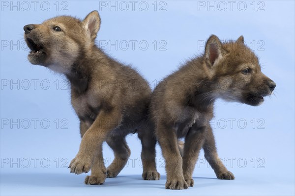 European gray wolf