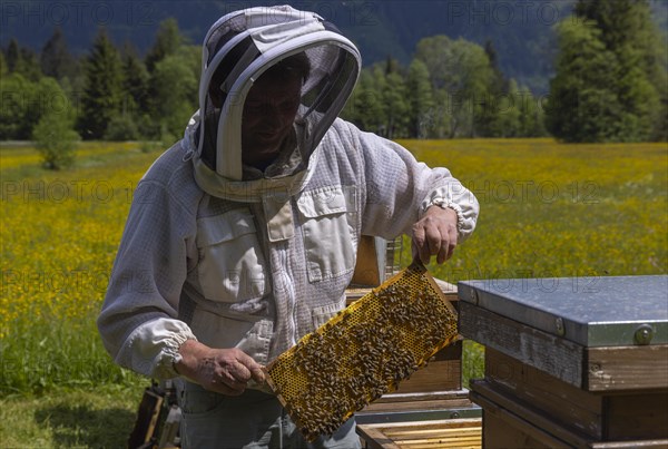 Beekeeper