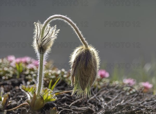 Cowslip