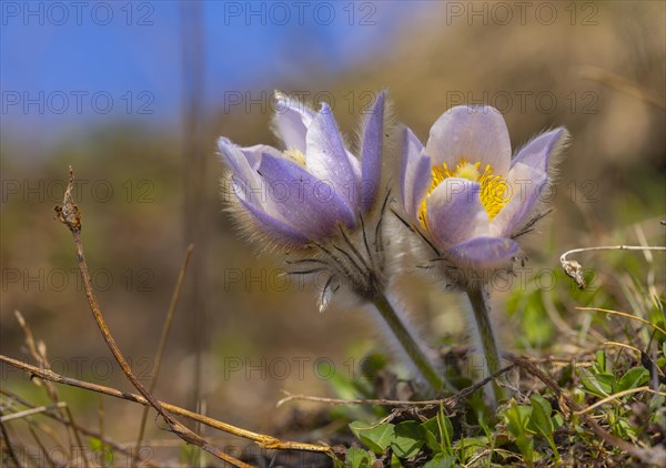 Cowslip