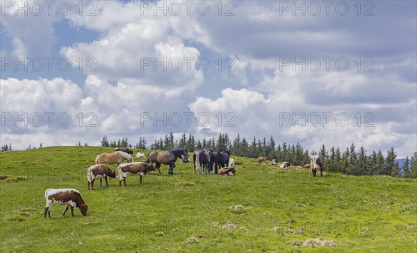 Pasture idyll with horse family