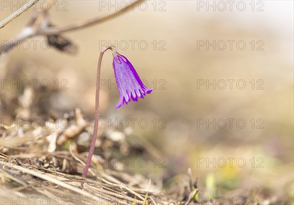 Alpine bluebell also called dwarf snowbell