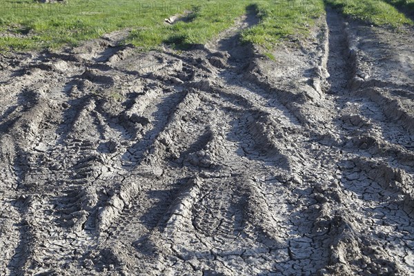 Tire prints in dried mud