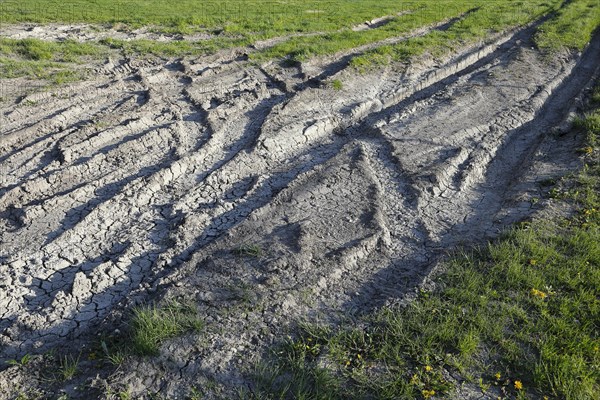 Tire prints in dried mud