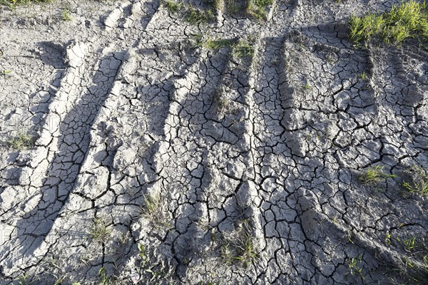 Tire prints in dried mud