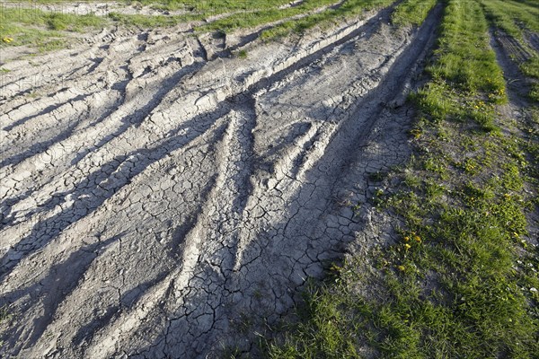 Tire prints in dried mud