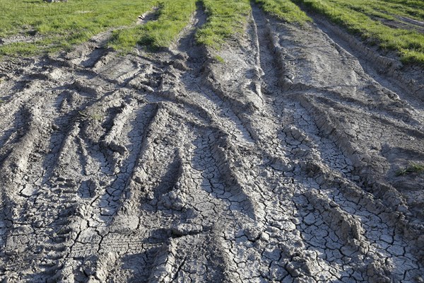 Tire prints in dried mud