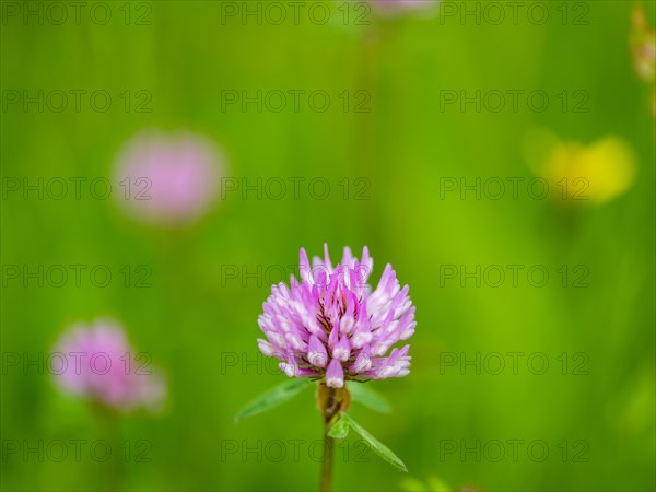 Flower of meadow clover