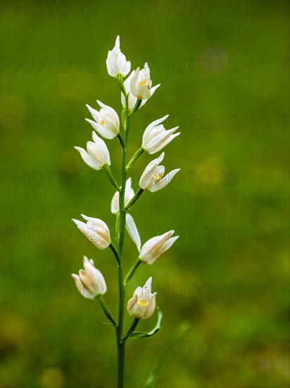 Sword-leaved helleborine