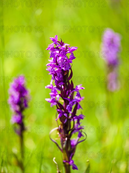 Broad-leaved foxglove