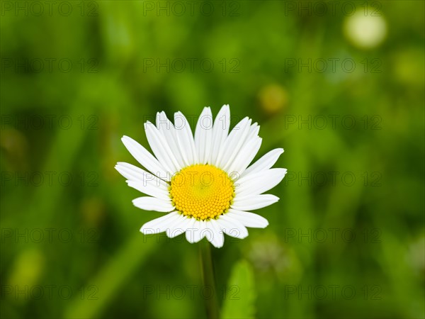 Meadow daisy