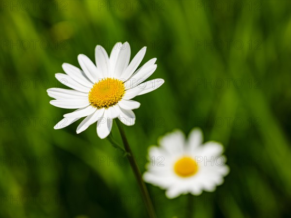 Meadow daisy