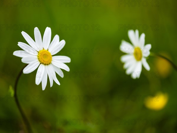 Meadow marguerite