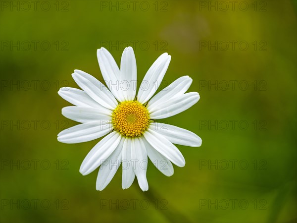 Meadow marguerite