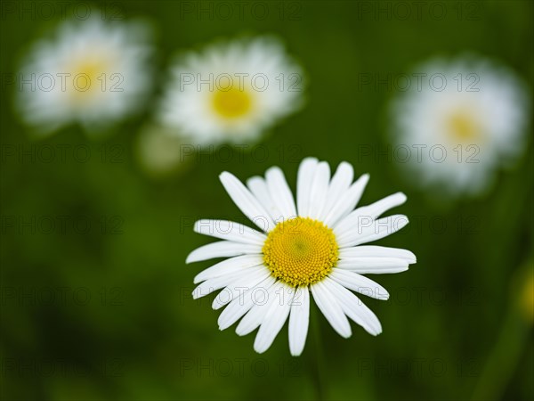 Meadow daisy