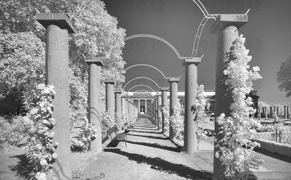 Infrared photo Rose Garden