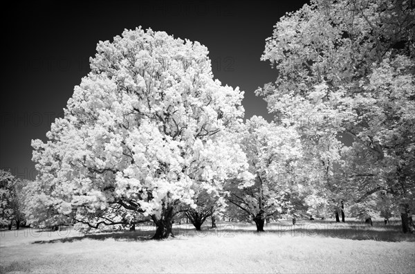 Infrared image Rosensteinpark