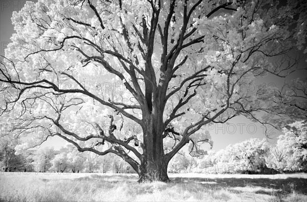 Infrared image Rosensteinpark