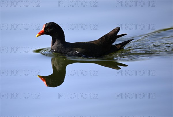 Common moorhen