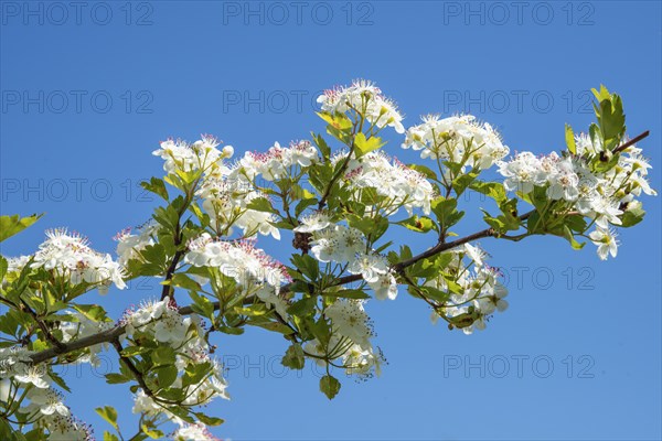Twig of flowering Hawthorn