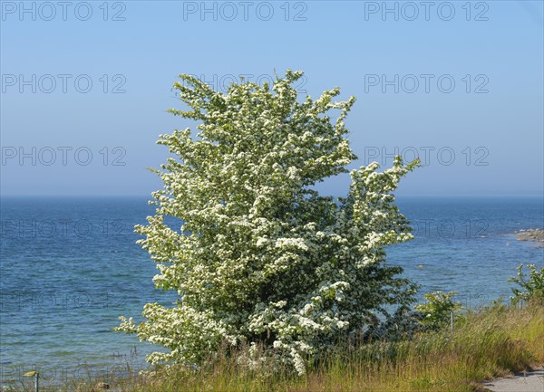 Buch with flowering Hawthorn