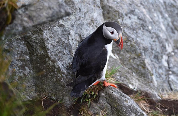 Puffin