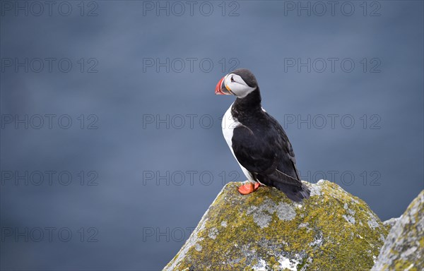 Puffin