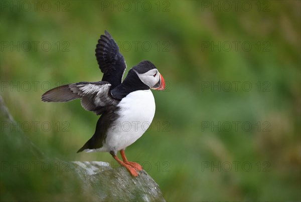 Puffin