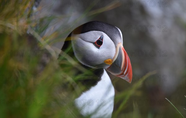 Puffin