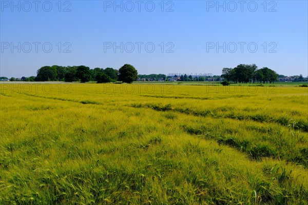 Grain field