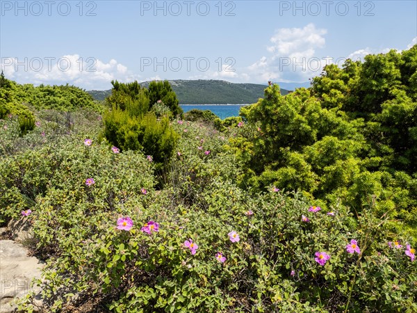 View of the island Sveti Grgur