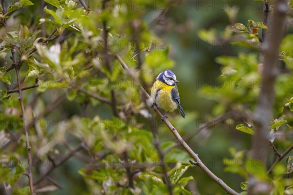 Blue tit