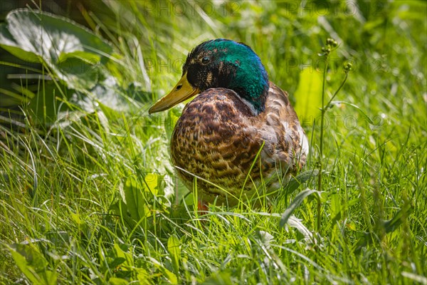 Mallard