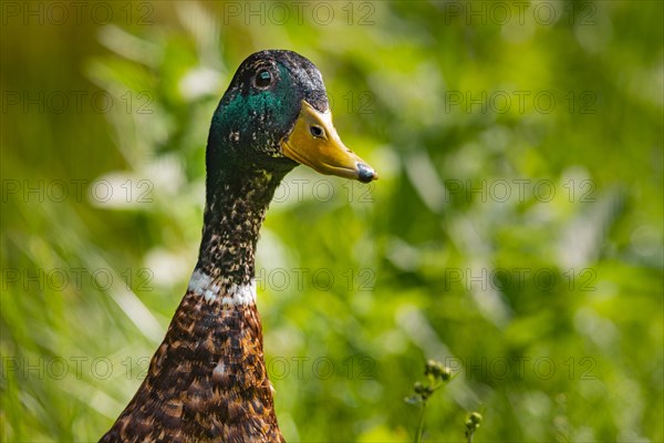 Mallard